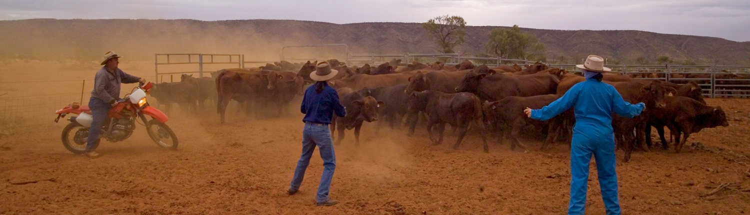 Cattle Mustering at Old Man Plains
